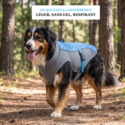 Gilet rafraîchissant pour chien