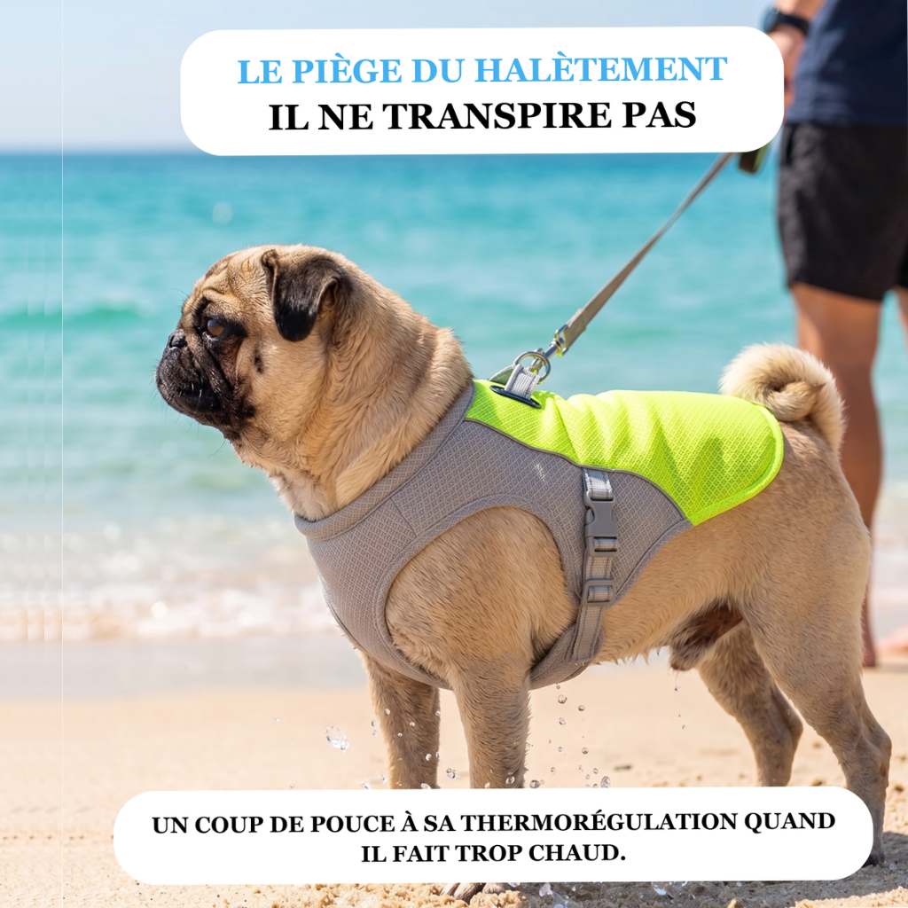 Gilet rafraîchissant pour chien