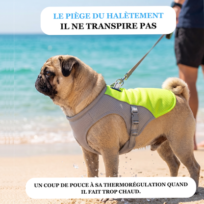 Gilet rafraîchissant pour chien