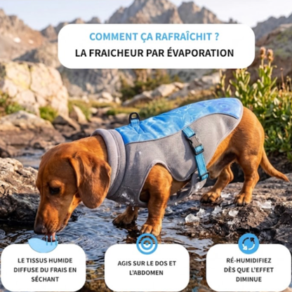 Gilet rafraîchissant pour chien
